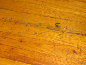 staples in a hardwood floor