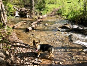 Richards Hollow Creek and Corgi